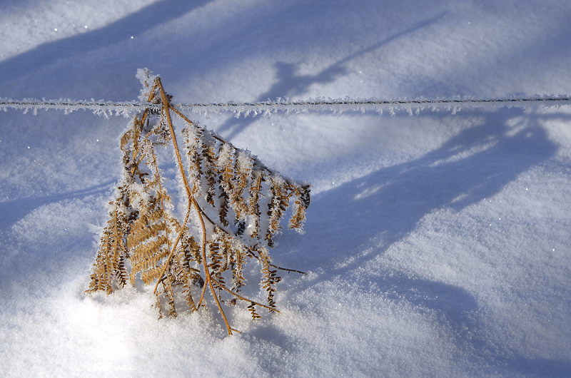 Winter _DDC8507 Kopie.jpg